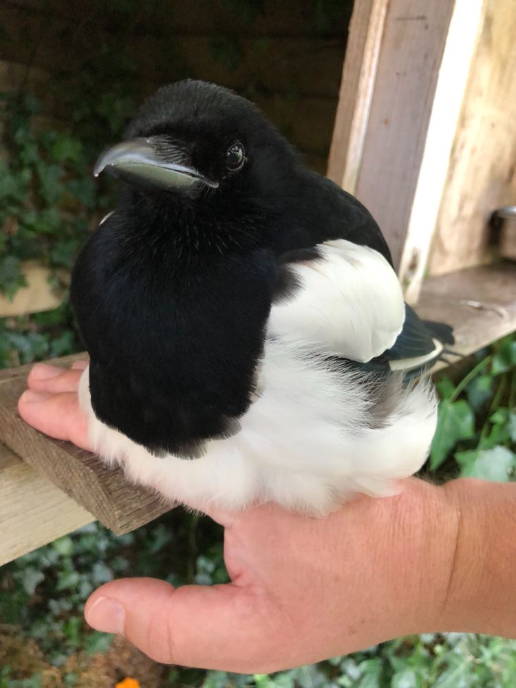 Sophie sitting like a splat of mashed potatoes on my hand