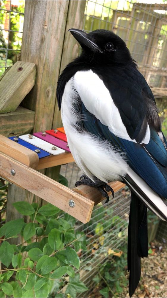 Sophie sitting at a xylophone, not totally sure if she approves