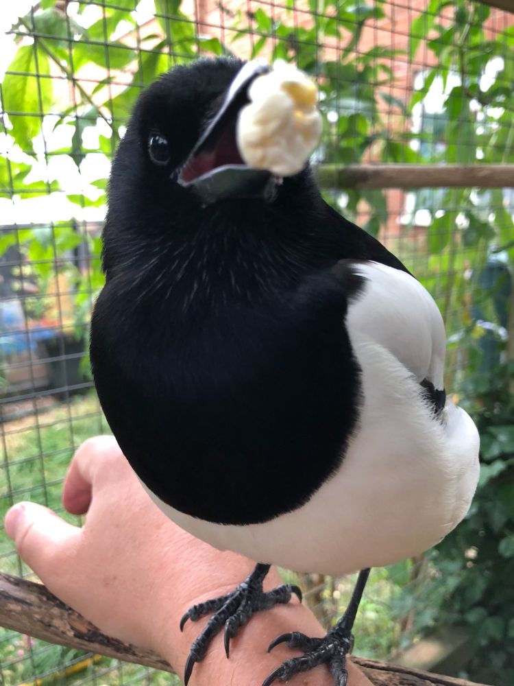 Sophie happily holding popcorn in her beak