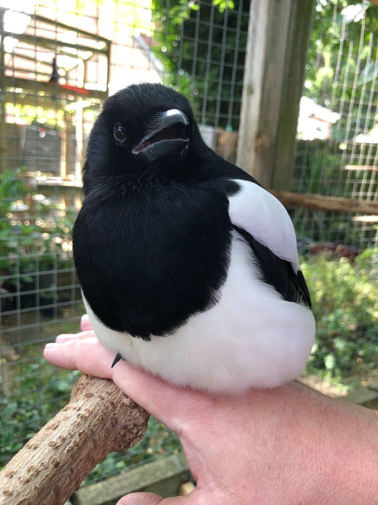 Sophie relaxed and sitting happily on my hand, her belly is pressed onto my, and you can see a single claw peeking out from her belly