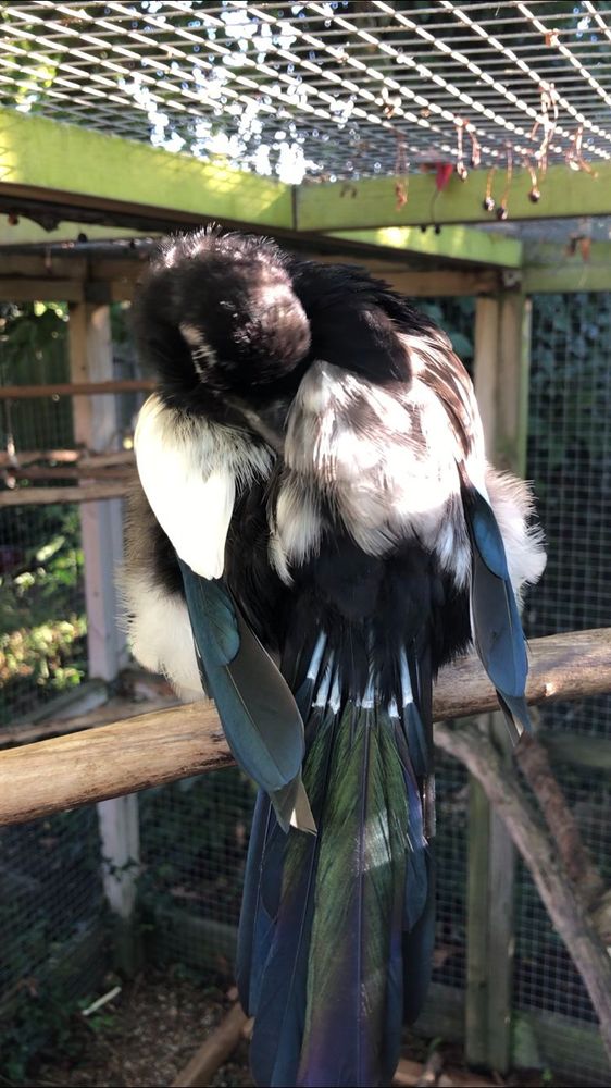 Sophie grooming her back, you can see the sheath new feathers emerge from in her tail