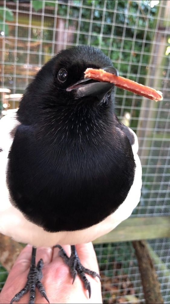 Sophie holding a beefy strip off cut, she doesn't mind it's a bit wonky