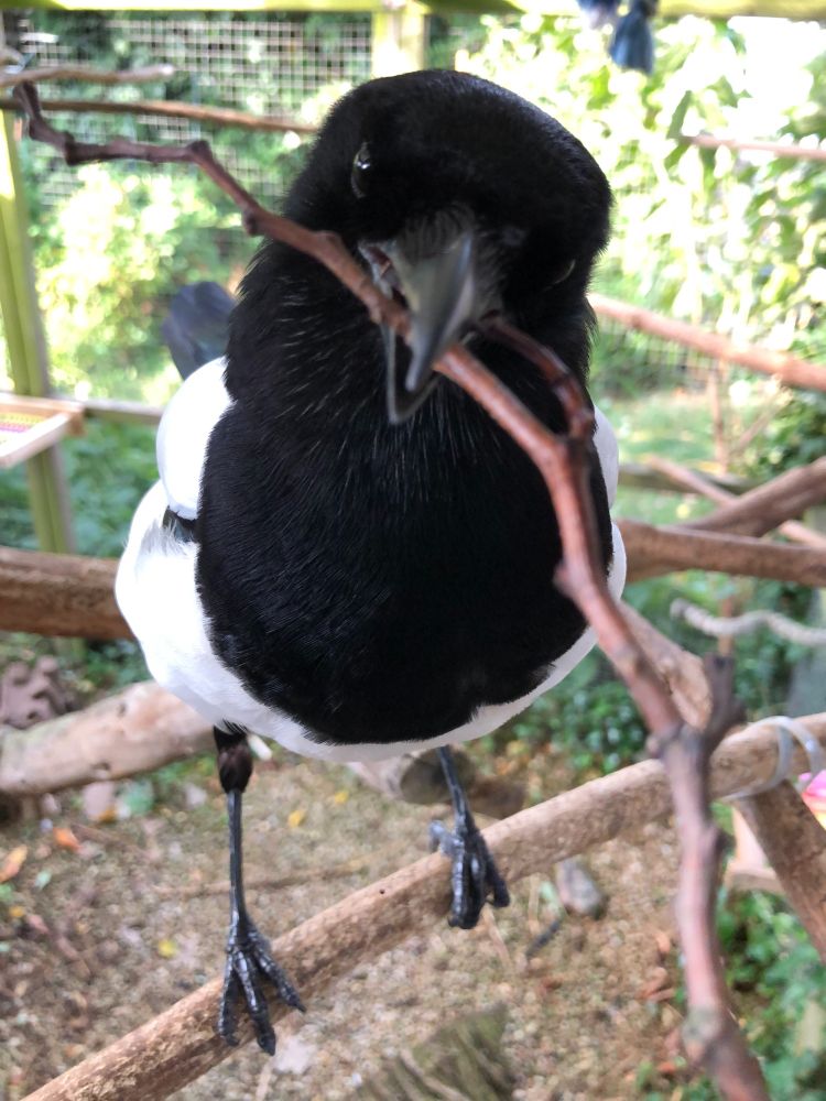 Sophie holding a much more manageable stick in her beak