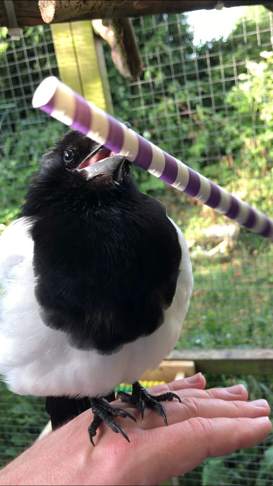 Sophie proudly holding a purple and white striped paper drinking straw in her beak