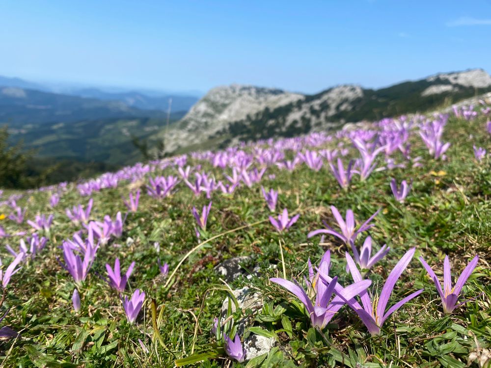 Colchicum montanum flowers in an alpine meadow in Gorbea natural park in the Basque Country 