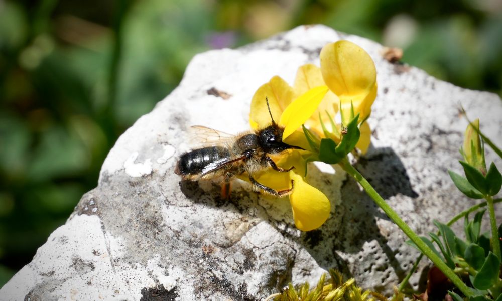 Osmia species on Lotus corniculatus