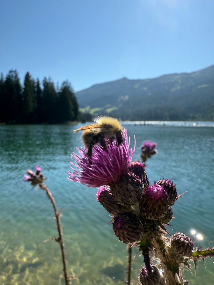 Photograph of a bee sitting on a pink flower. there is a lake and mountain scenery in the background