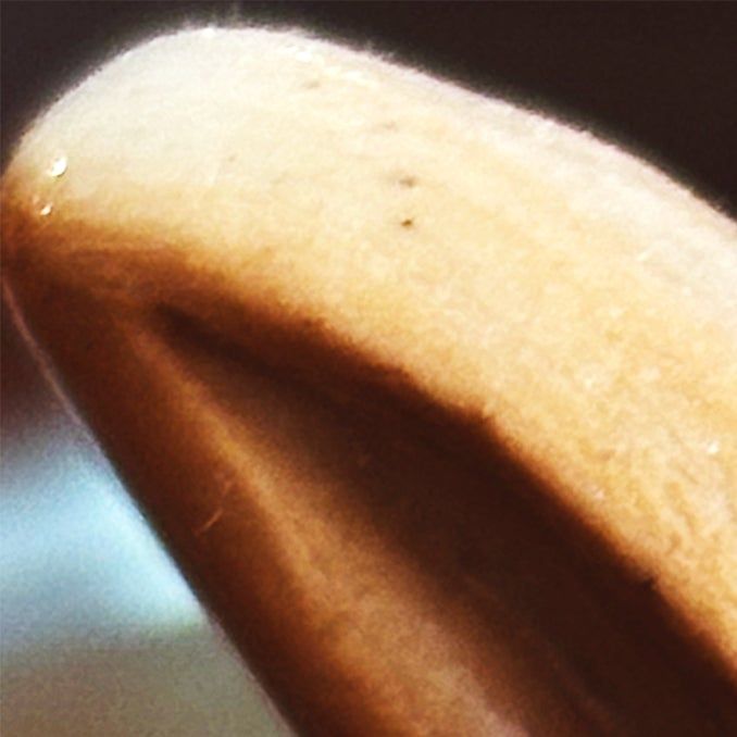 Album artwork for "FIG TREE" by sleepazoid