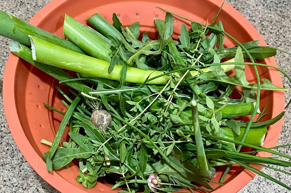 A large colander filled with arugula, walking onions, garlic, chives, and oregano. 