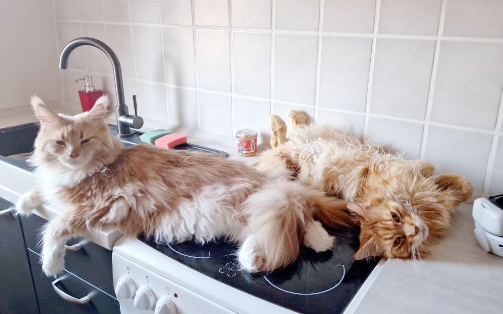 Picture of two reddish Maine Coons relaxing in a kitchen.