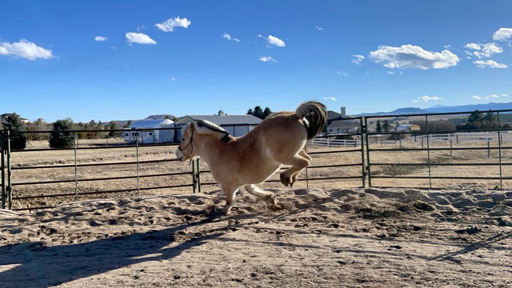 Fjord Horse bucking in a round pen on a sunny day 