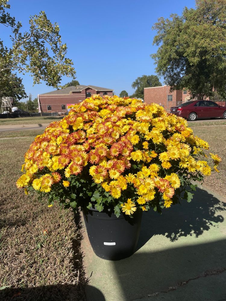 Double-flower maroon and yellow mum from Costco. The pollinators love it, and so do I.