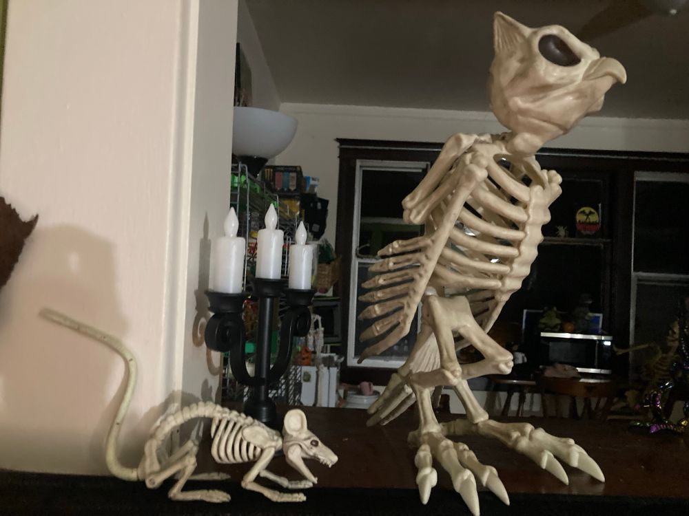Book shelf in my house that has a plastic owl and plastic rat skeleton. This owl has bones for feathers, the goofiest pelvis you’ve ever seen, really wonky ribs, no keel, and bone ears where owl feather tufts would be.