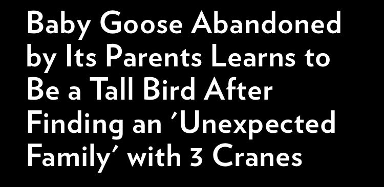 People magazine headline reading: Baby Goose Abandoned by Its Parents Learns to Be a Tall Bird After Finding an 'Unexpected Family' with 3 Cranes