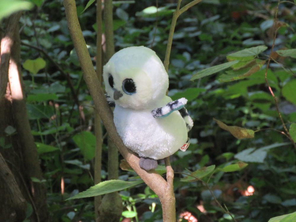 Fluffy white beanie baby owl with large eyes and tiny colorful wings, tucked in the crook of a small sapling so it is over a tray of peanuts.