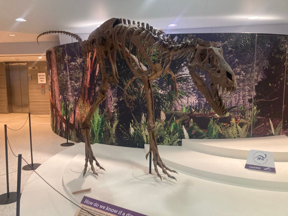 Cast of a T. rex like dinosaur skeleton displayed at the airport gate