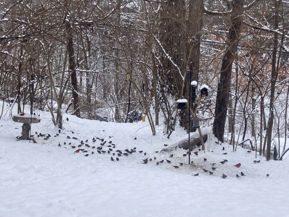 Snowy urban yard with a ravine behind it, filled with big old deciduous trees. At the edge of the lawn is a pole with six bird feeders on it and three behind in the neighboring shrubs. On the other side of the lawn there’s a snowy bird bath, used as a platform feeder. Between the bird bath and the pole stretches a carpet of small songbirds, mostly House Sparrows but with some other species mixed in