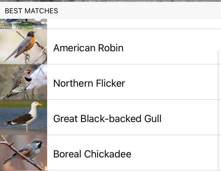 Screenshot of the Merlin Sound ID feature, showing local birds that are actually here like American Robin and Northern Flicker, but also birds that definitely aren’t there, like Great Black-backed Gull and Boreal Chickadee.