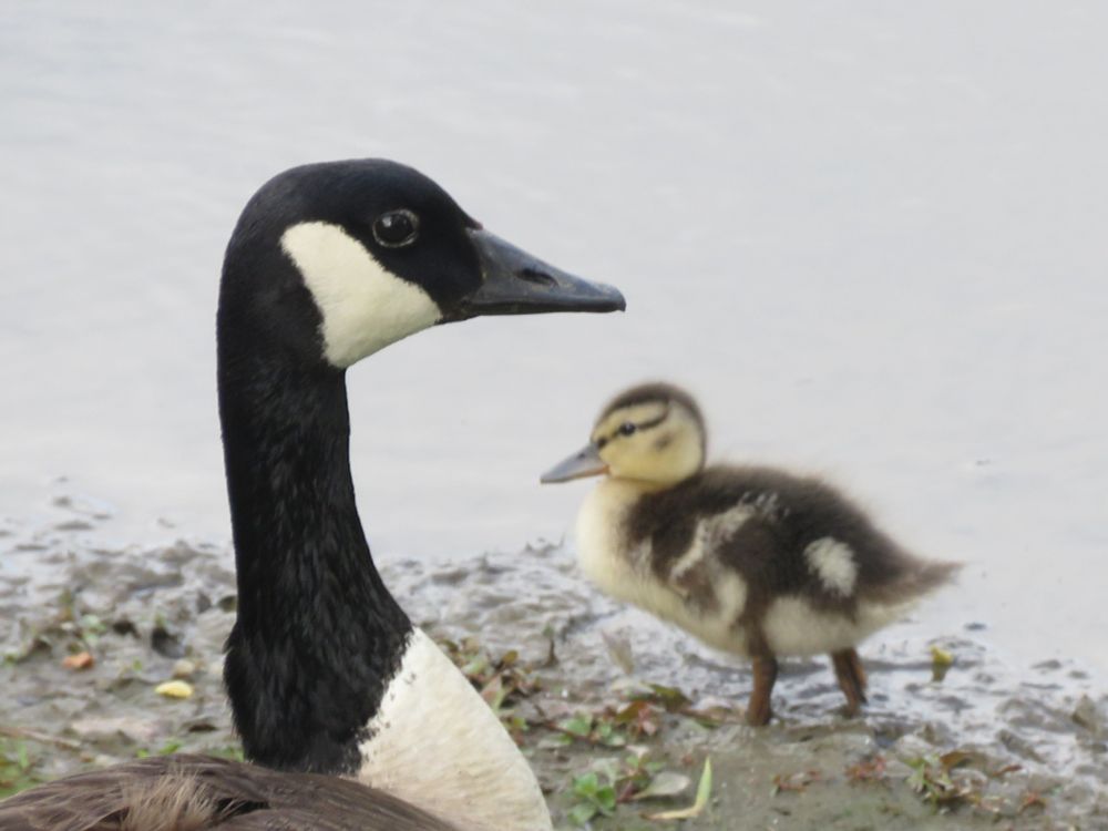 Close-up of a Canada Goose head. They have a black neck and face, a white breast, a brown back, and a white cheek patch. Behind the goose is a Mallard duckling walking in the mud, a brown and light yellow baby bird.