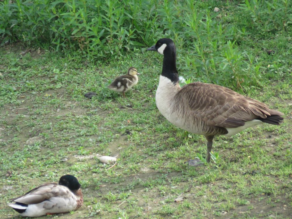 A Canada Goose rests on a bank. A male Mallard is curled up snoozing in the bottom left corner, and a small Mallard duckling is on the other side of the goose.