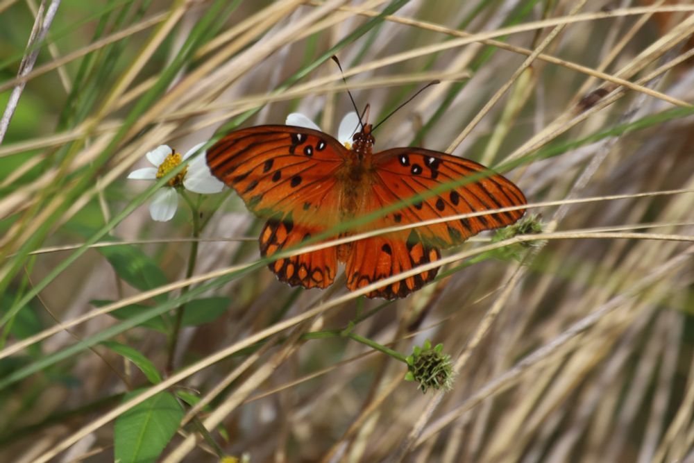 Another Gulf Fritillary butterfly, on a small white flower in dried grass. The butterfly is deep orange, almost red, with black spots and wing-edges, and three white spots on each wing near the leading edge.