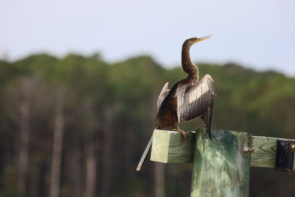Brown long-tailed and long-necked bird suns its silvery wings on a wooden post