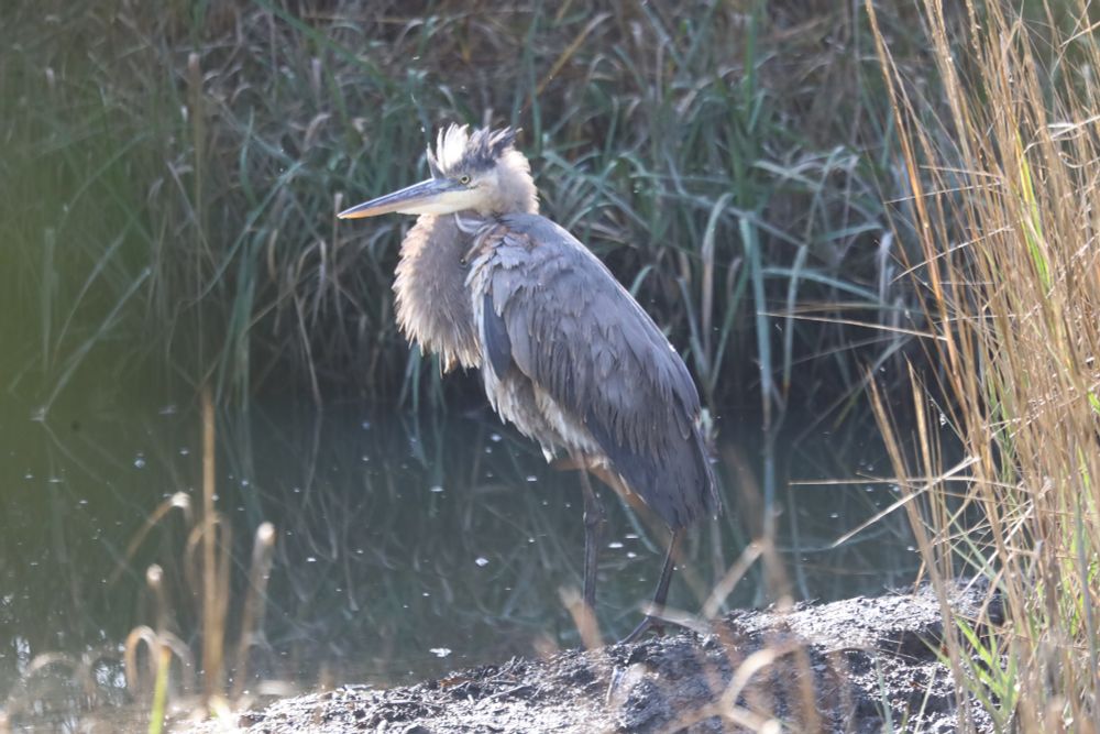 Great Blue Heron, a big gray heron on the edge of the pond, looking rumpled with feathers in all directions.