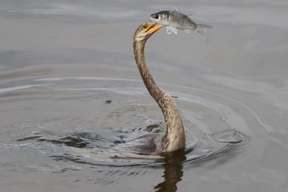 A long-necked bird emerges from the water with a large silver mullet fish impaled on its bill