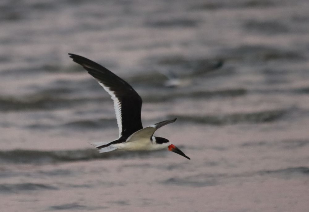 In this side view, you can see the bird's belly and face and beak as it flies over a pinkish sunset-lit sea.