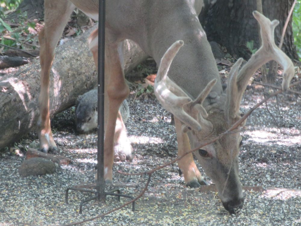 A large White-tailed Deer buck, growing impressive antlers, eating below a bird feeder station on a pole stuck in the ground. There is a round groundhog behind him.