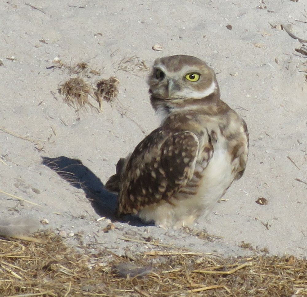 The same juvenile owl sits a bit closer to the entrance of its sandy burrow and stretches its neck backwards, making it appear like its neck has a kink. It looks silly. 
