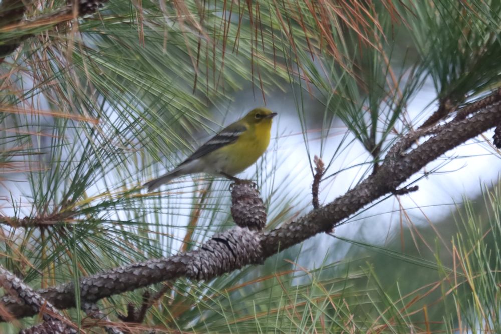 A small lemon yellow bird with a white rump, gray wings, white wing-bars, and yellow-green on the face and back. There are yellow patches around its eyes. It is perched on a pinecone, on a branch in a pine tree.
