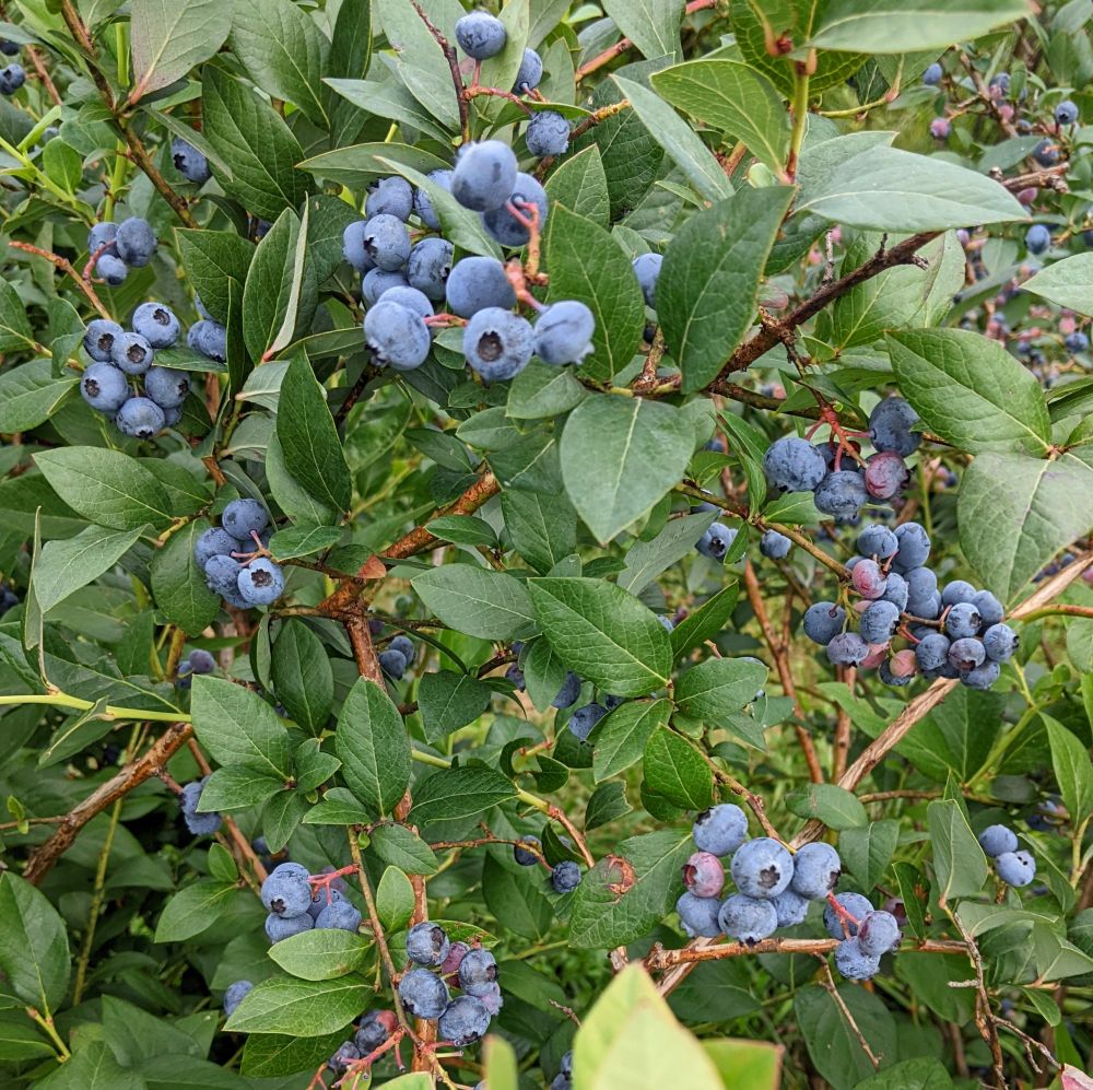 Bunches of ripe blueberries, ready to pick and chomp 🫐🫐🫐
