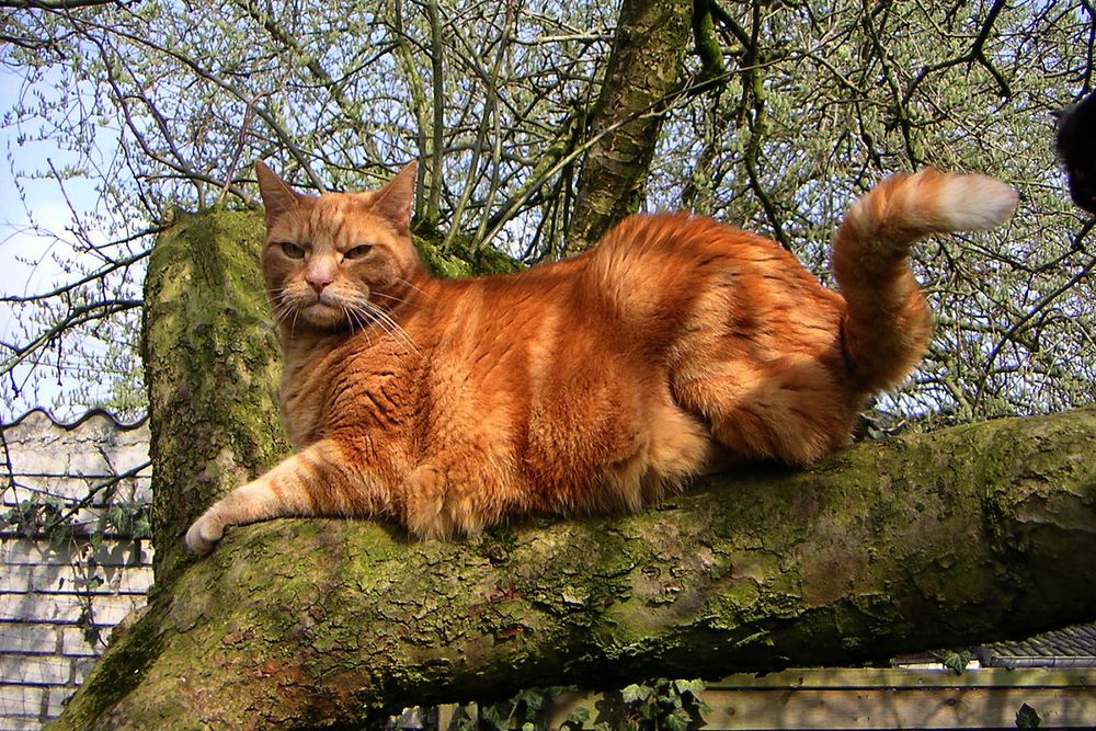 Mein roter Kater liegt auf einem horizontalen Ast des Apfelbaums