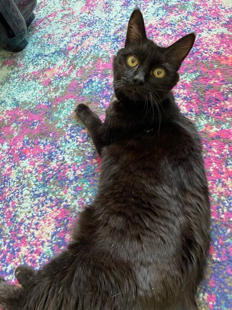 my black cat winnie going long mode