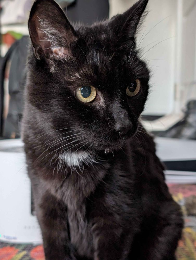 taken by my friend tom skeletom farro of my cat winnie with a little water on her chin. shes a black cat with a small white tuft.