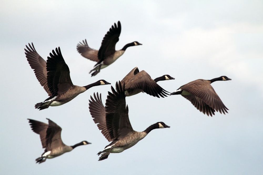A flock of flying geese.
