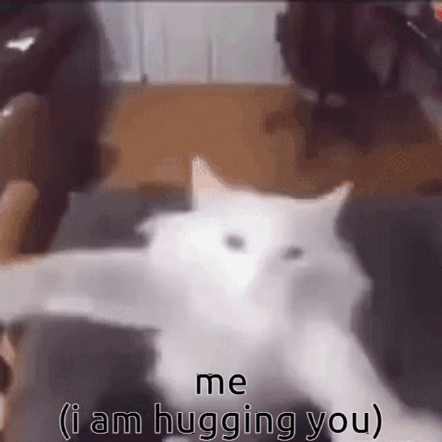 a white cat is sitting on a couch with the words " me ( i am hugging you ) " above it