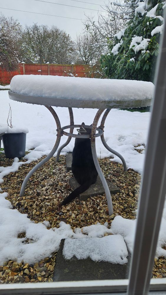 Cat snow
