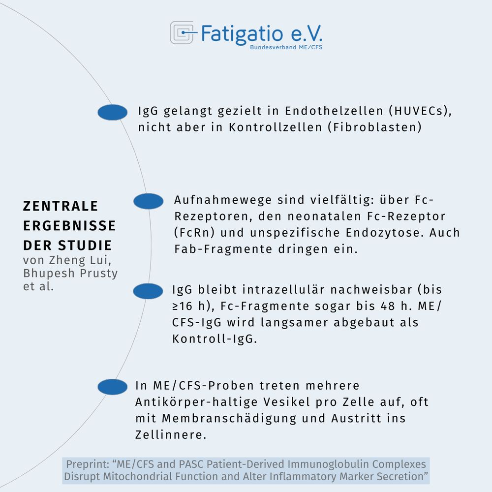 Zentrale Ergebnisse der Studie "ME/CFS and PASC Patient-Derived Immunoglobulin Complexes Disrupt Mitochondrial Function and Alter Inflammatory Marker Secretion" von Zheng Liu und Bhupesh Prusty. Hellblauer Hintergrund. Davor die zentralen Ergebnisse aus der Studie: IgG gelangt gezielt in Endothelzellen (HUVECs), nicht aber in Kontrollzellen (Fibroblasten).
• Aufnahmewege sind vielfältig: über Fc-Rezeptoren, den neonatalen Fc-Rezeptor (FcRn) und unspezifische Endozytose. Auch Fab-Fragmente dringen ein.
• IgG bleibt intrazellulär nachweisbar (bis ≥16 h), Fc-Fragmente sogar bis 48 h. ME/CFS-IgG wird langsamer abgebaut als Kontroll-IgG.
• In ME/CFS-Proben treten mehrere Antikörper-haltige Vesikel pro Zelle auf, oft mit Membranschädigung und Austritt ins Zellinnere. Oben mittig das Fatigatio e.V.-Logo.