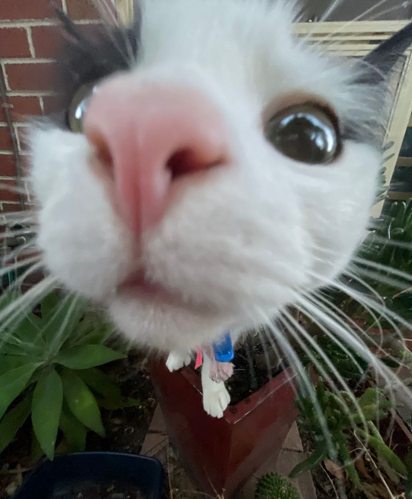An ultra close up of Winter the cat where she is smelling the camera 
