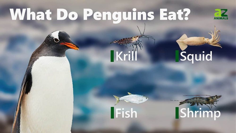 A picture of a penguin along with pictures of its typical sources of food: krill, squid, fish, and shrimp. 