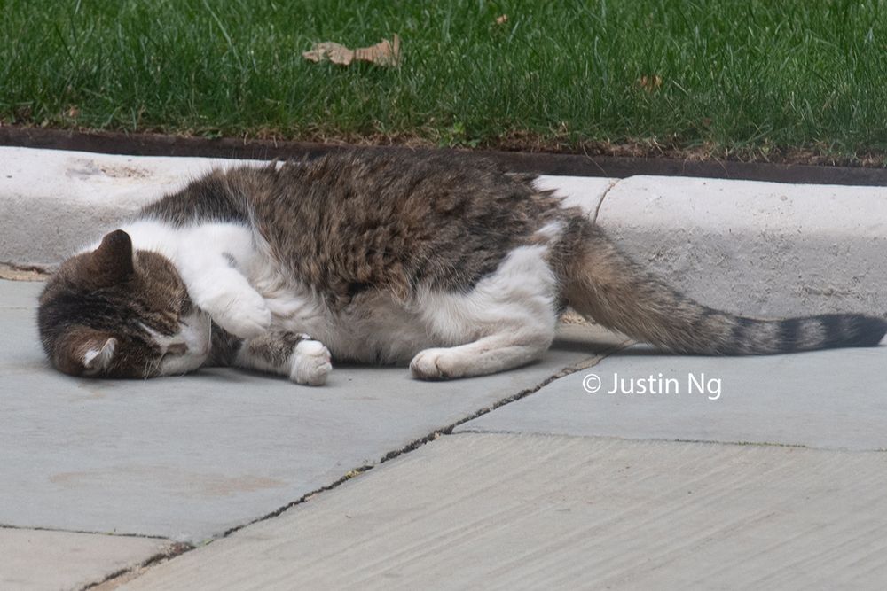 Larry The Cat executing a belly roll for his pals and just cause he's a poser
