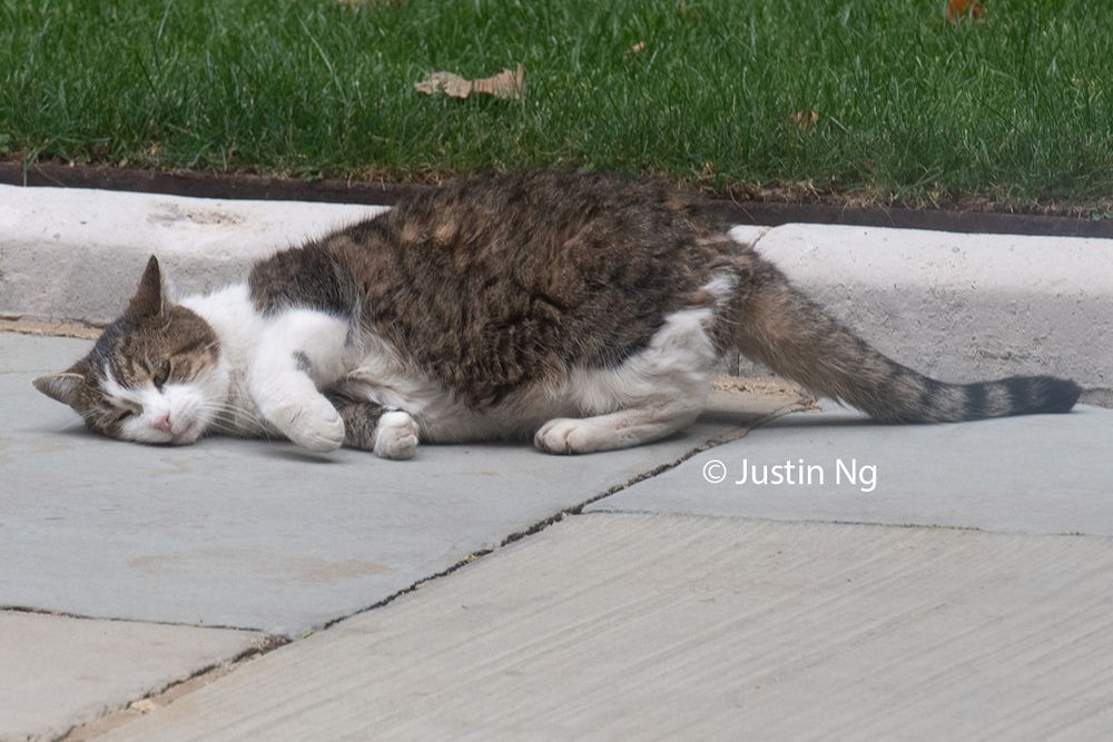 Larry The Cat executing a belly roll for his pals and just cause he's a poser