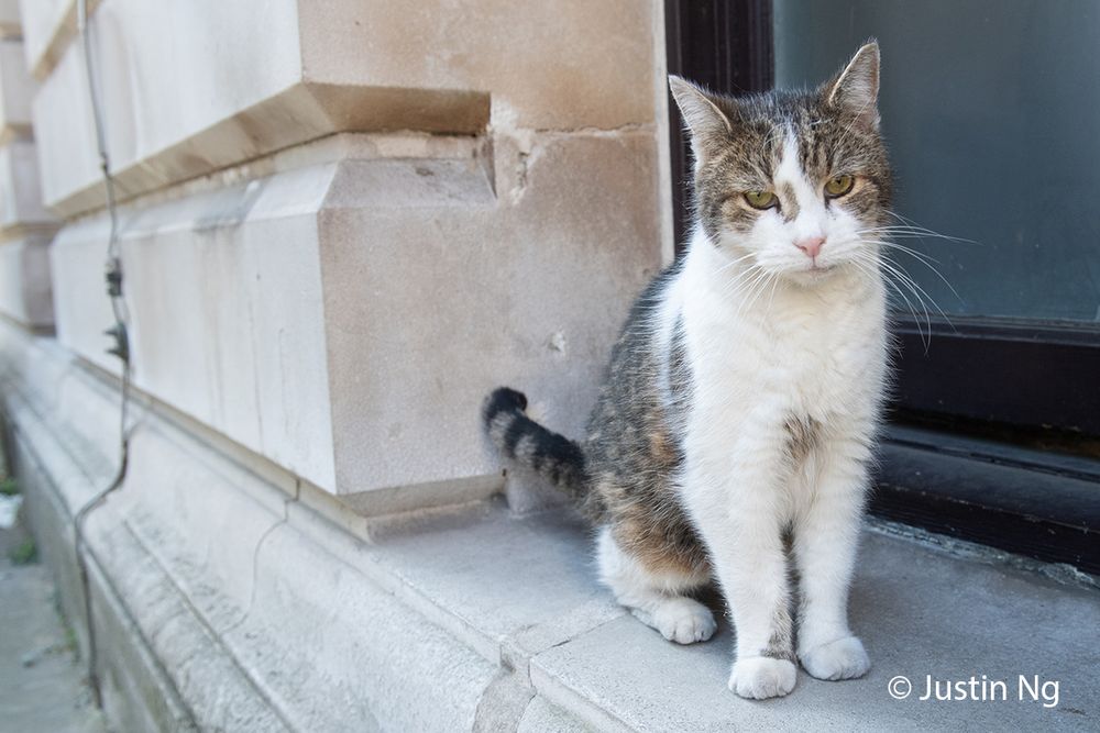 Larry The Cat sitting on the ledge, side tail swish and giving the thousand yard stare for snacks