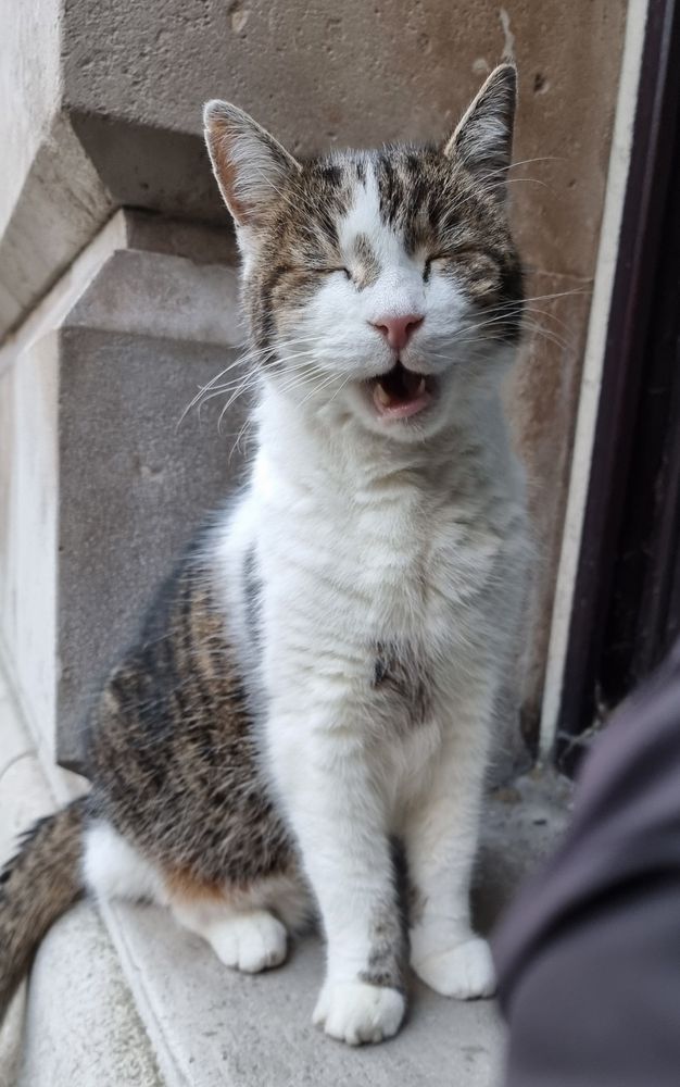 Larry the cat yawning