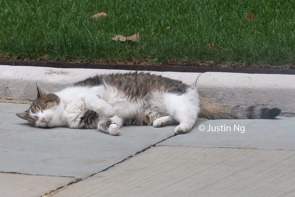 Larry The Cat executing a belly roll for his pals and just cause he's a poser