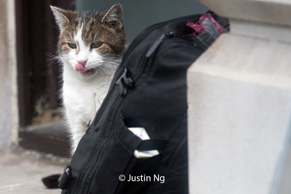 Larry The Cat licking his lips after having had snacks and anticipating more