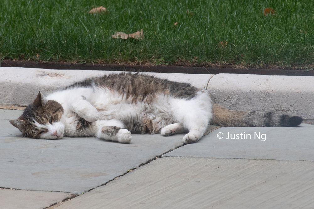 Larry The Cat executing a belly roll for his pals and just cause he's a poser