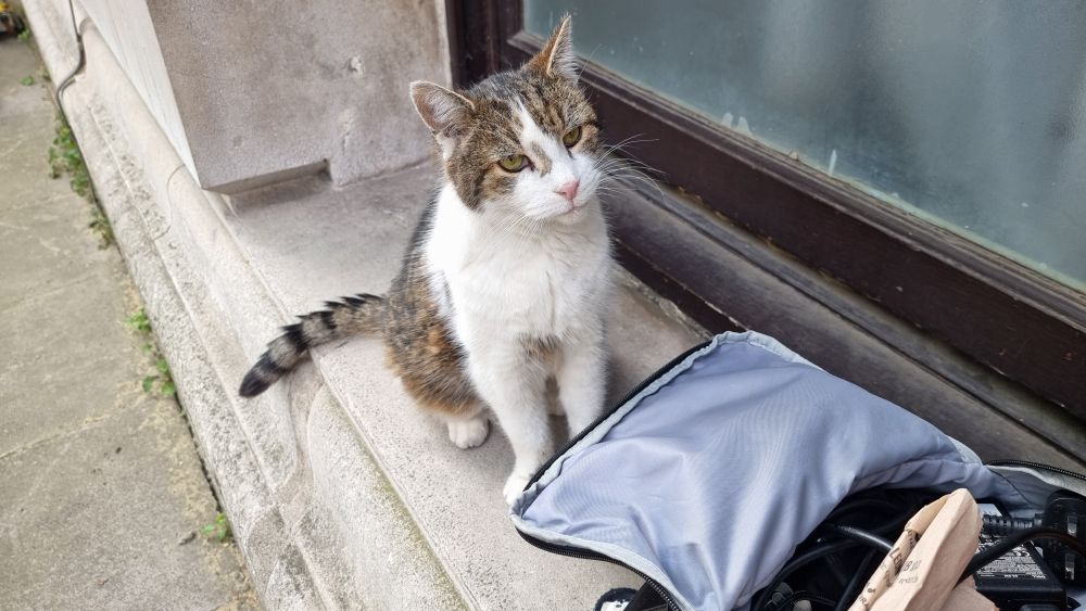 Larry the Cat looking very unimpressed with the contents of my bag